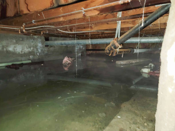 Best Flood damage cleanup  in Angustura, NM