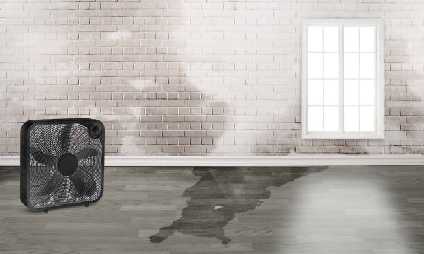 Best Basement water damage restoration  in Angustura, NM